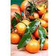 Naranjas Clementinas Caja 10